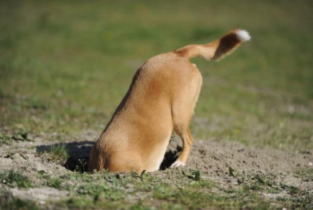 5 Dicas para fazer seu cachorro parar de cavar