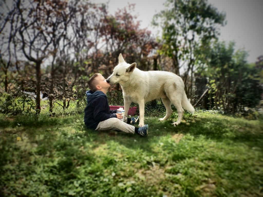 Oque seu cachorro quer dizer quando ele lambe você?