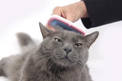 Como tirar os nó do pelo do seu gato