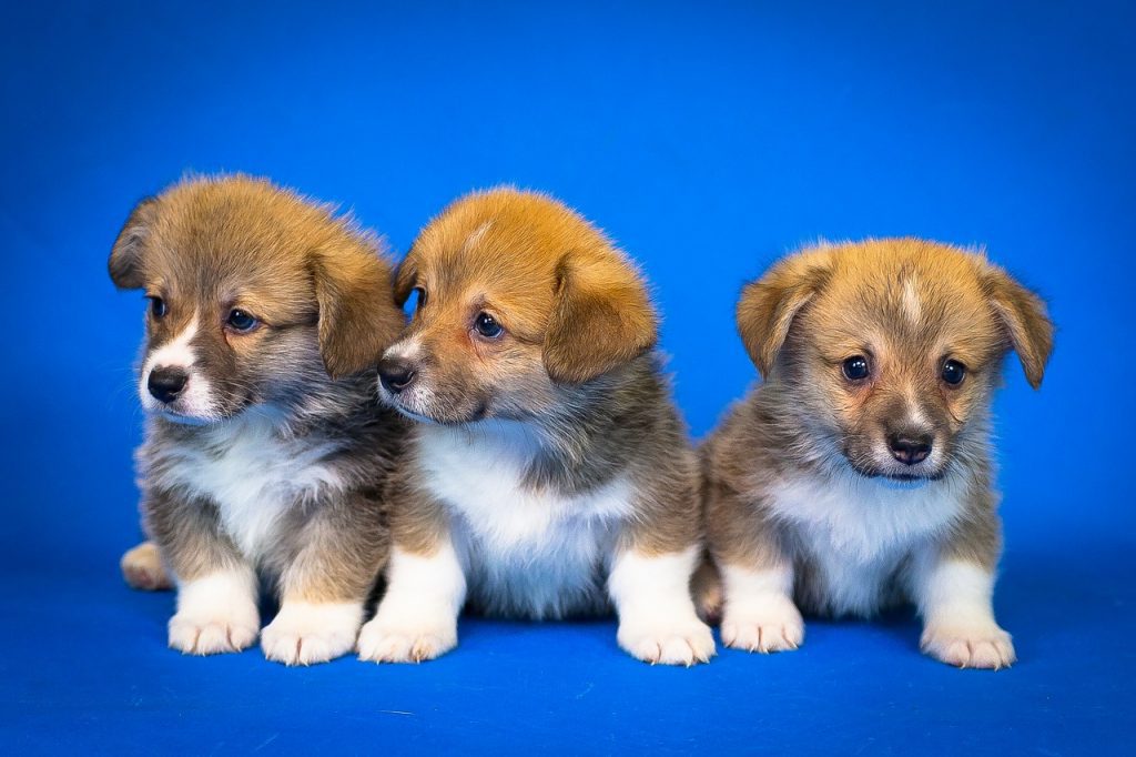 Essa raça de cachorros foi salva pela NETFLIX