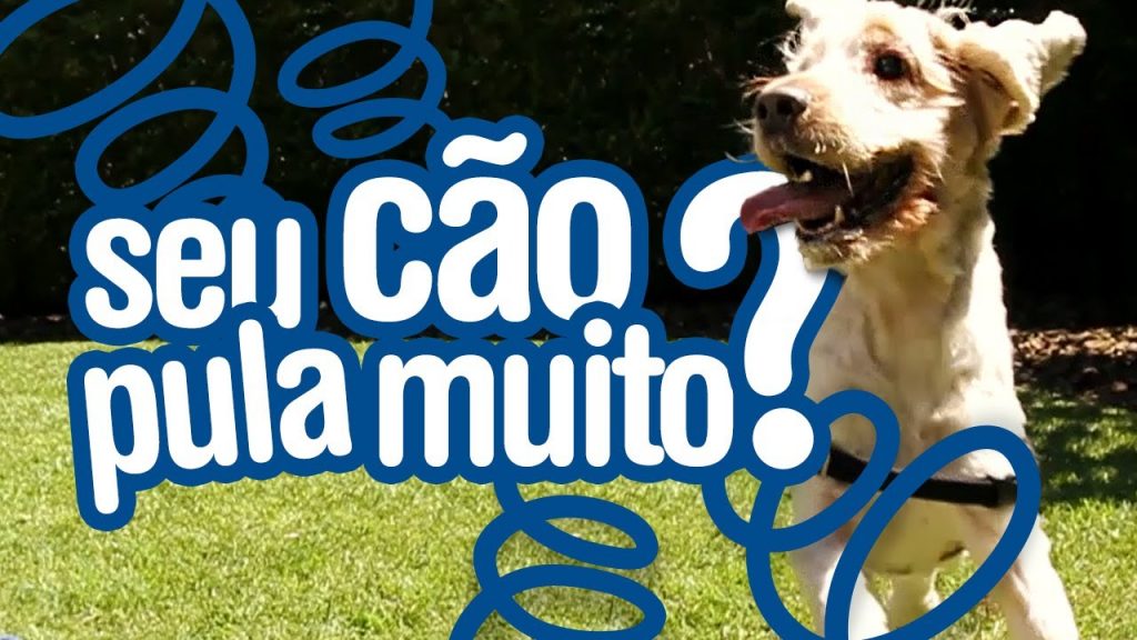 COMO FAZER SEU CÃO PARAR DE PULAR