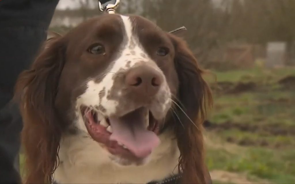 cão guardião