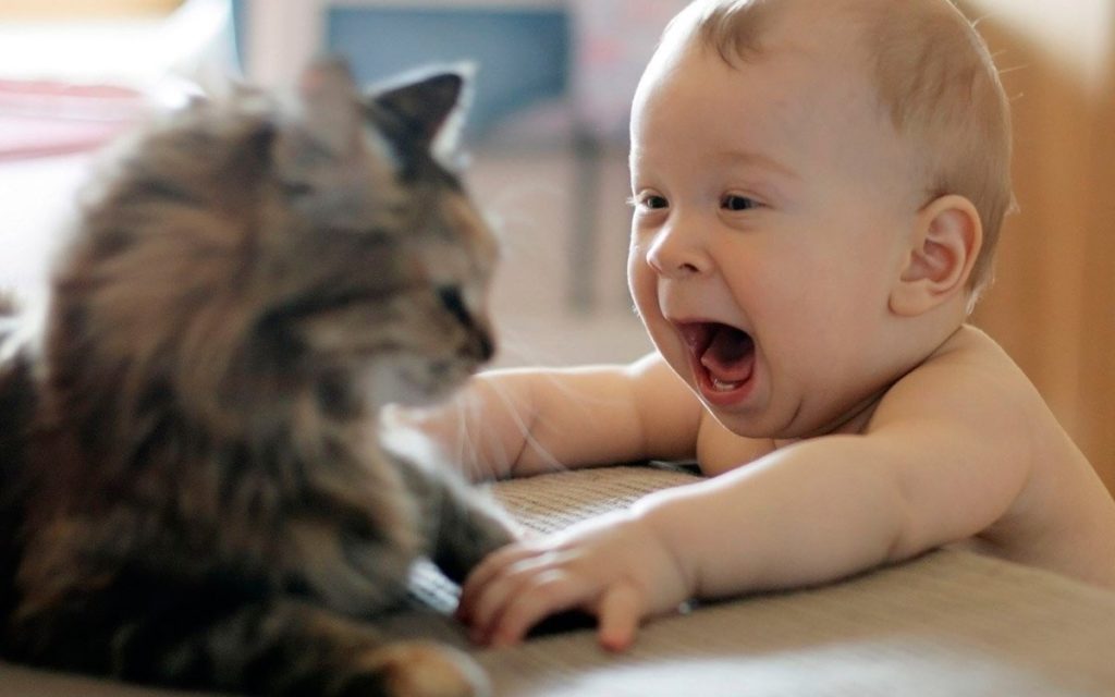 gatos e bebes