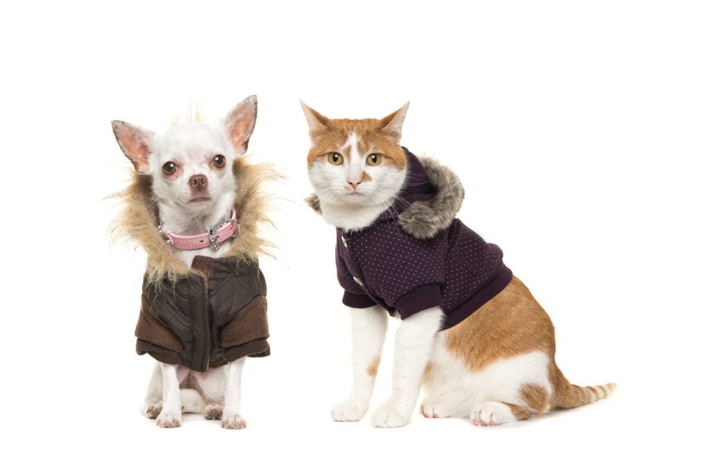 roupas cachorro e gato