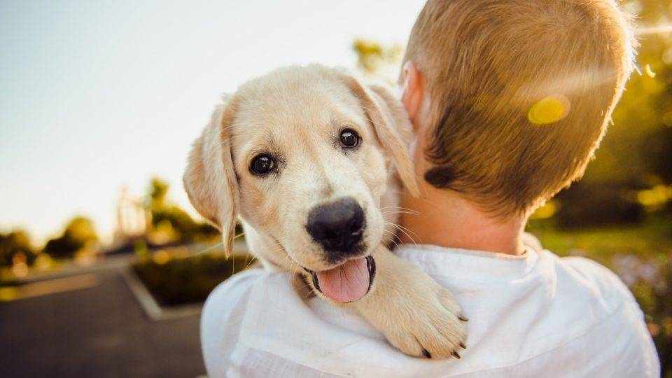 mãe de cachorro