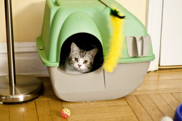 10 mitos da caixa de areia de gato
