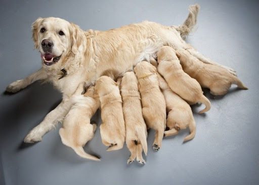 CACHORROS E GATOS