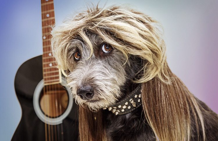 Confira Os Nomes De Astros Do Rock Mais Escolhidos Para C es