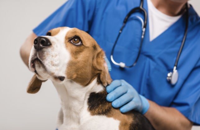 hospital veterinário