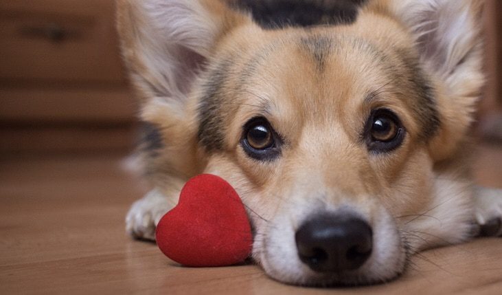 Cães e gatos também têm problemas no coração