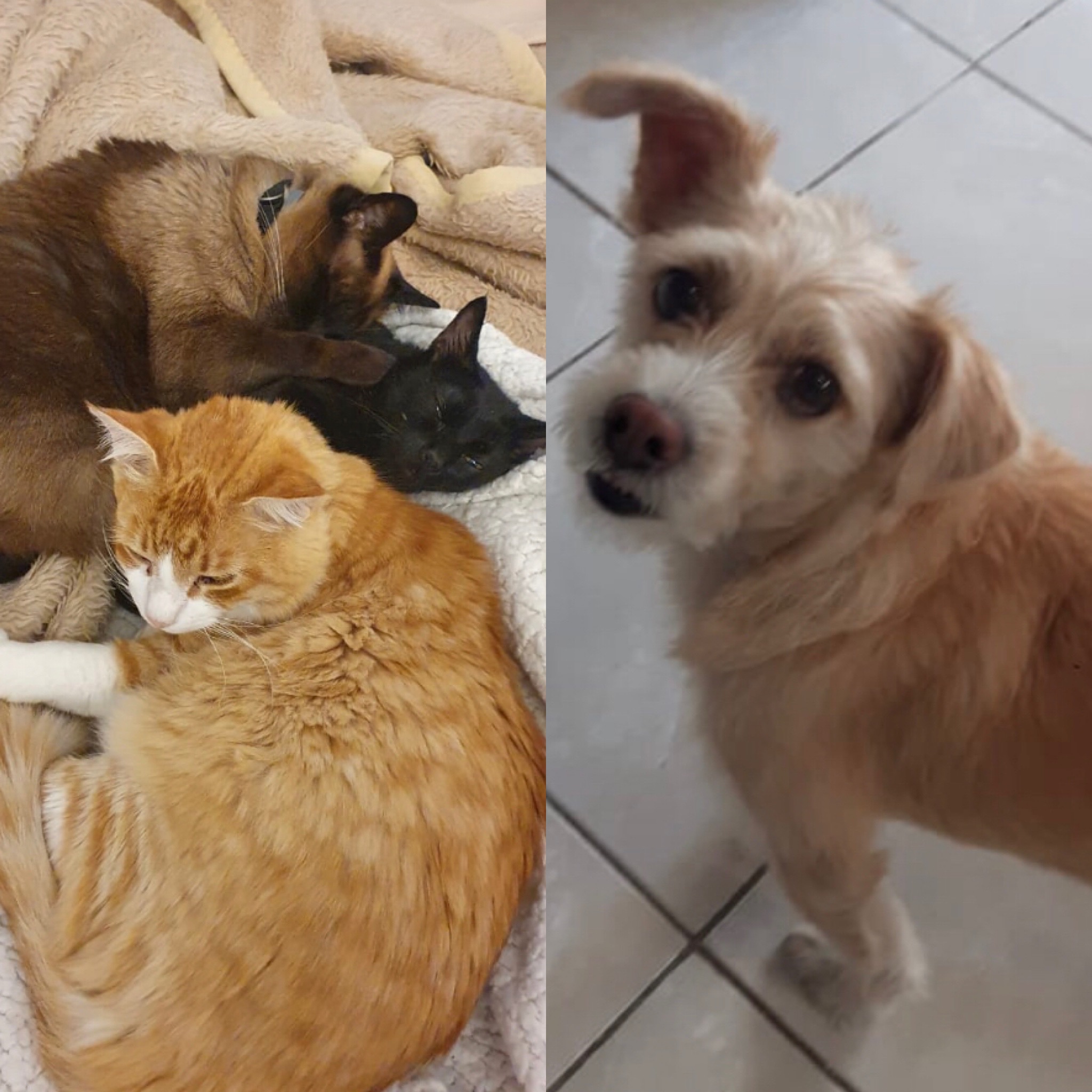 Banguela convive com mais dois gatinhos e o cachorro Estopa (Arquivo Pessoal)