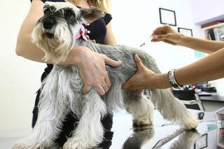 10 perguntas e respostas sobre vacinação dos cães