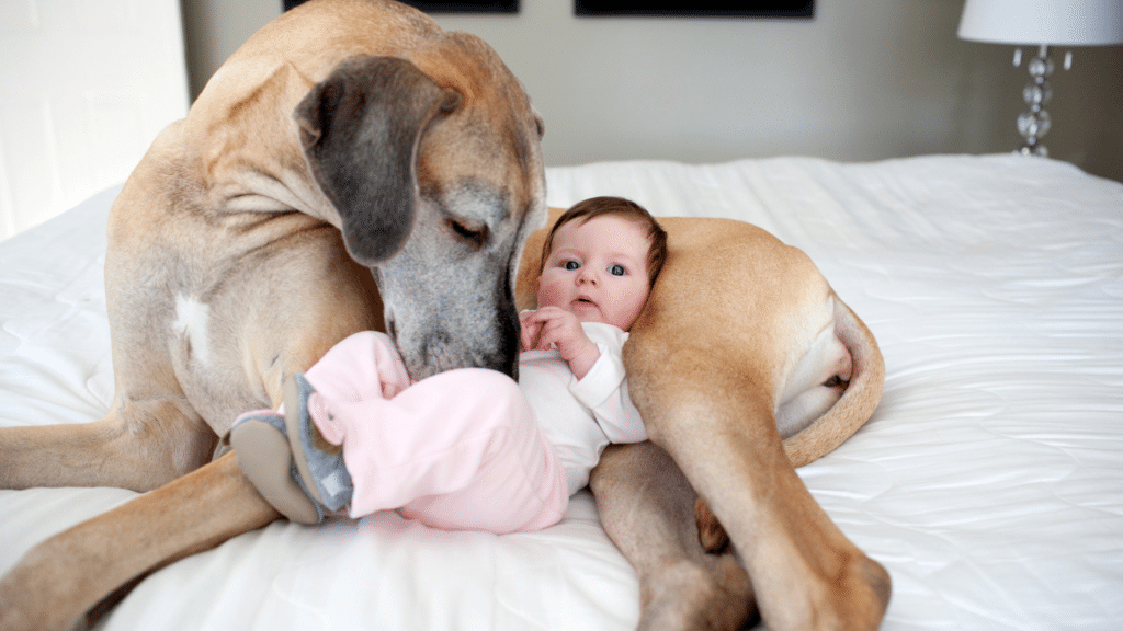 Como preparar seu cachorro para o bebê recém-nascido