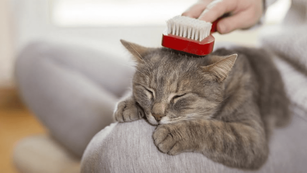 Como tirar os nó do pelo do seu gato