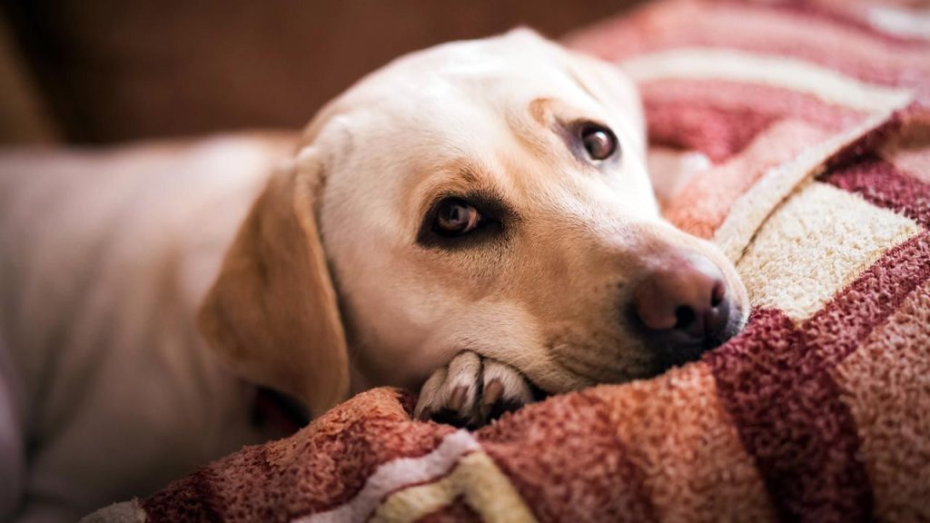 Câncer em cães - Como prevenir