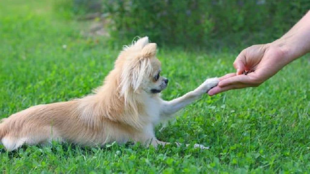 Como ensinar o seu cão a dar a pata