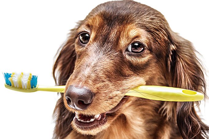Escovar dente do pet ajuda a evitar doenças