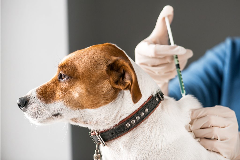 Vacinas essenciais para proteger o pet