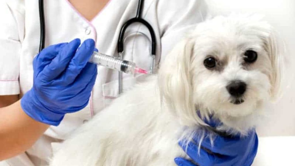 10 perguntas e respostas sobre vacinação dos cães