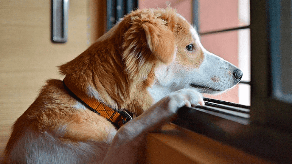 Como desestressar o seu cachorro