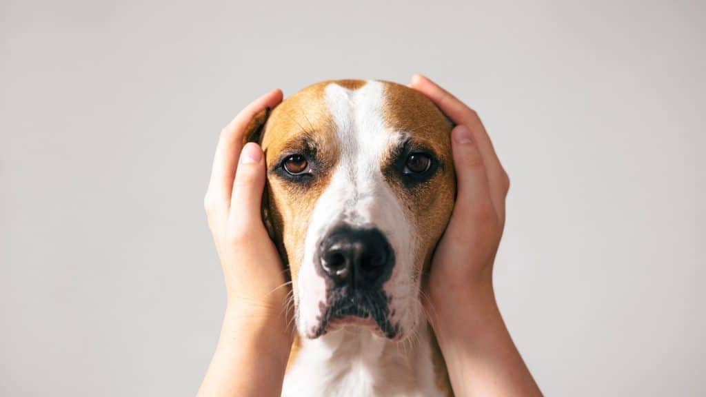 Como proteger seu pet do barulho dos fogos