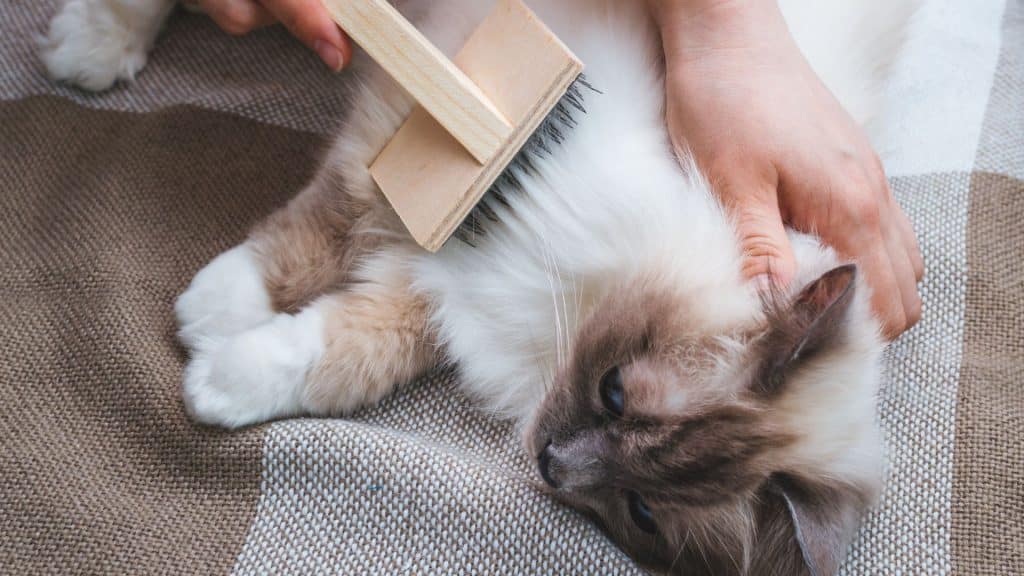 Como quitar os nó do pelo do seu gato
