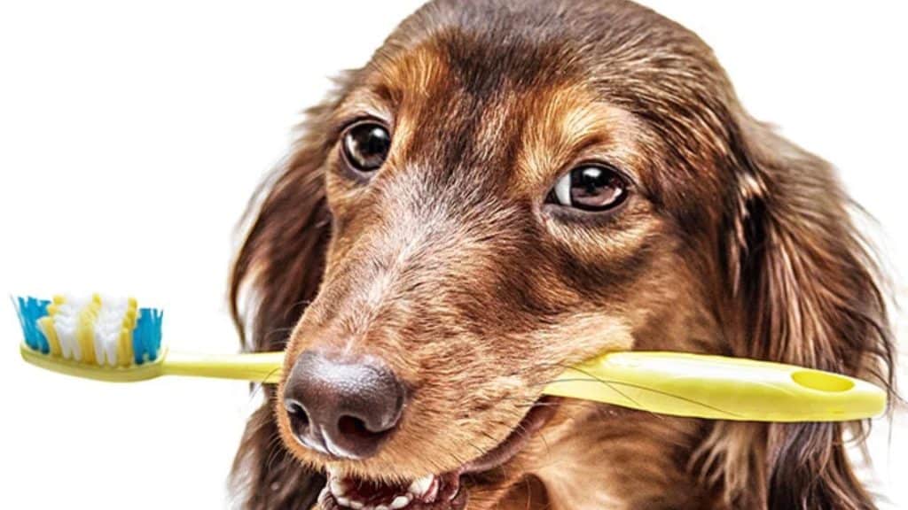 Escovar dente do pet ajuda a evitar doenças