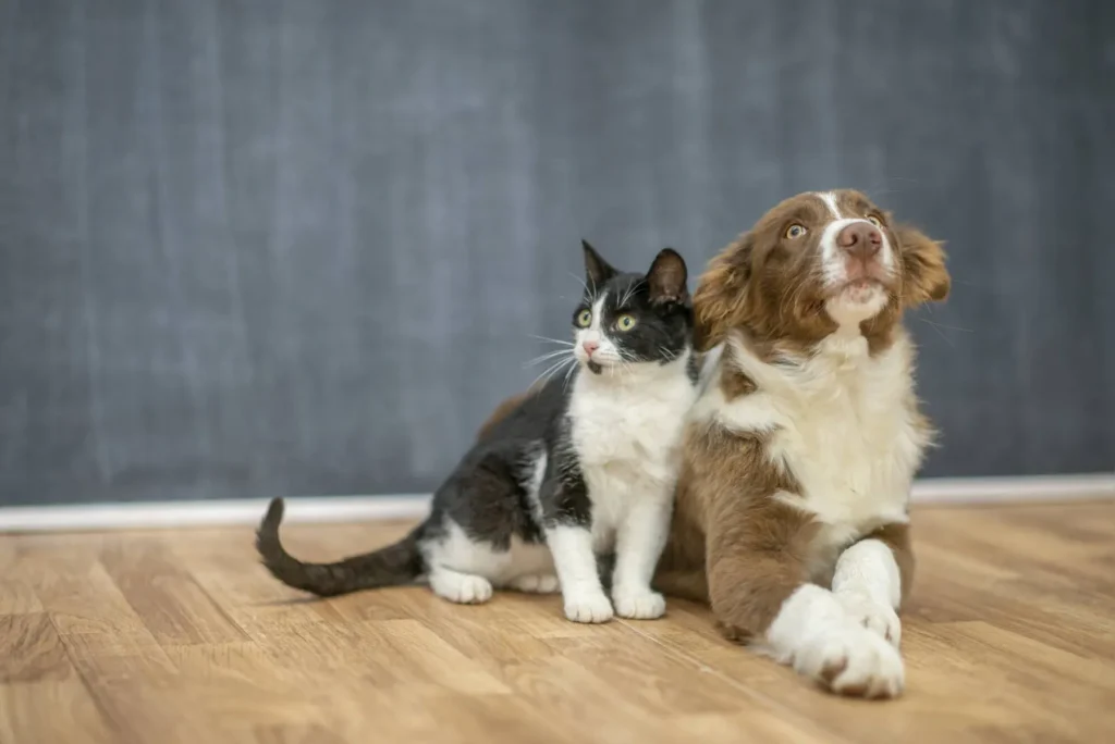 Manter a saúde mental de cães e gatos