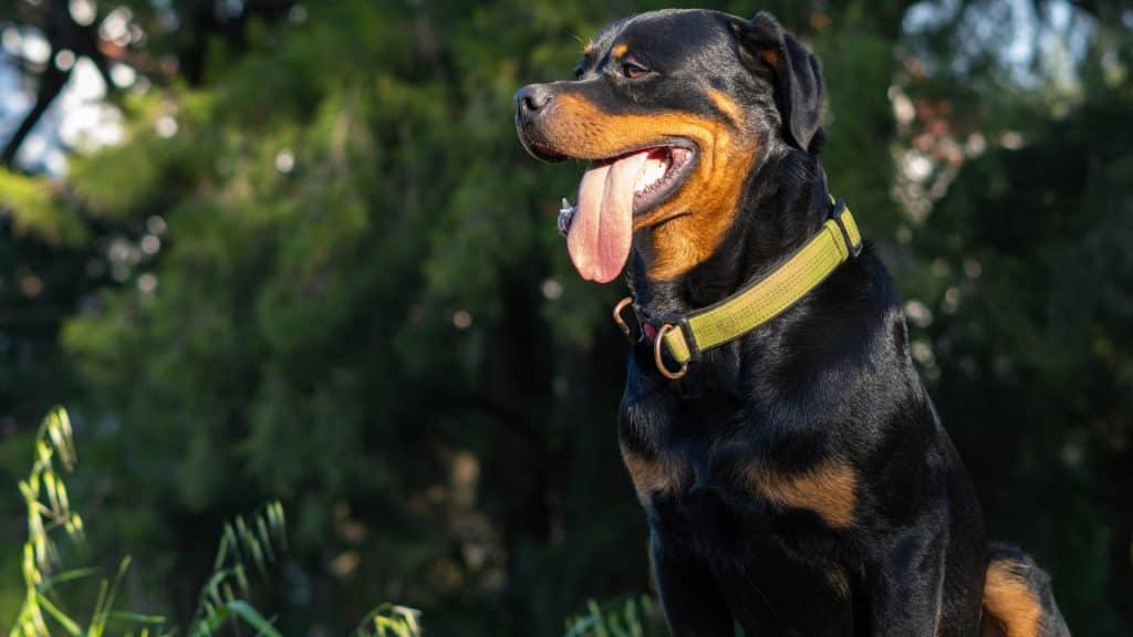 ¿Cómo educar a un rottweiler para que no sea agresivo?