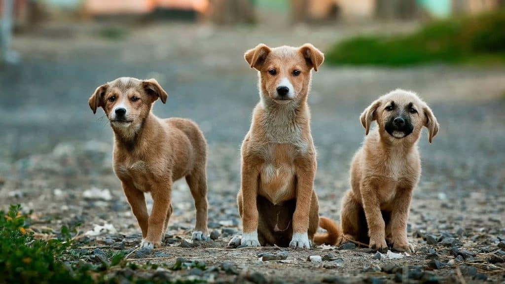 ¿Qual é a diferença entre cão e cachorro?