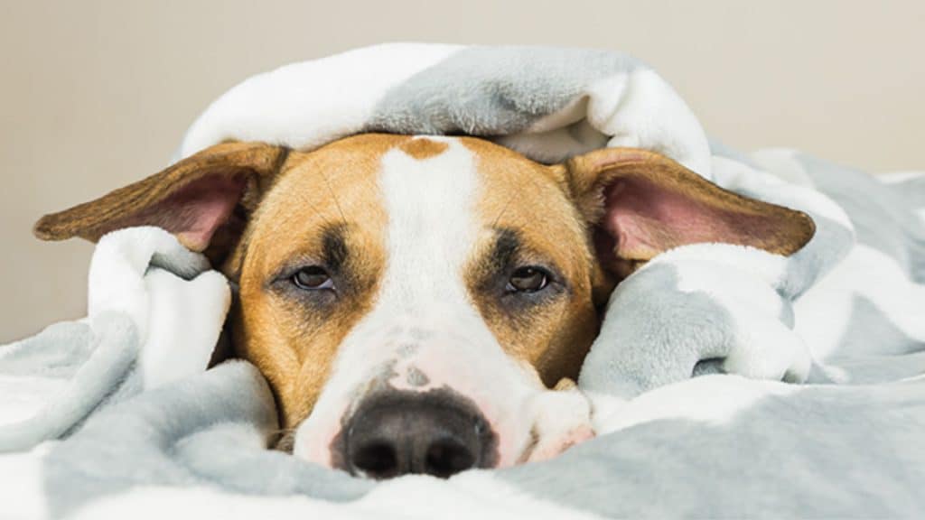Como evitar ou tratar a gripe do seu cão?