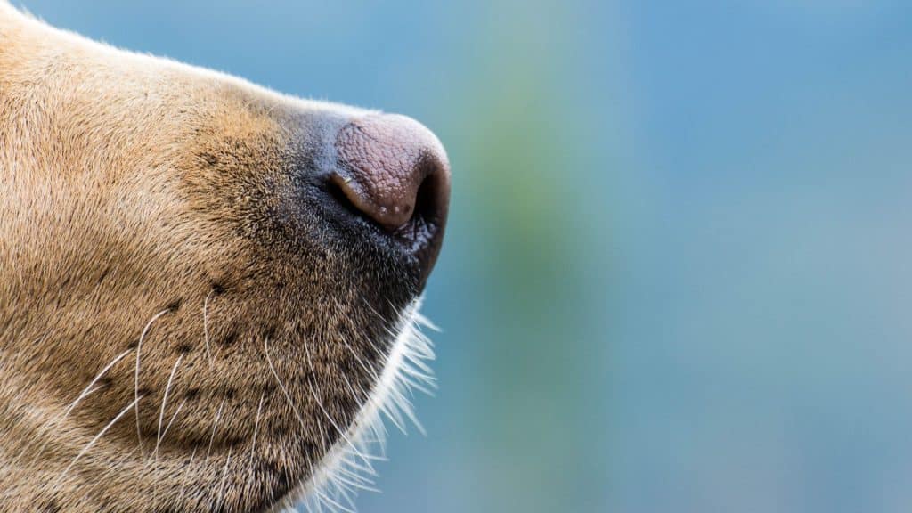 Os cães têm um olfato extraordinário