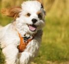 Como Estimular o Seu Cão para Ser Feliz