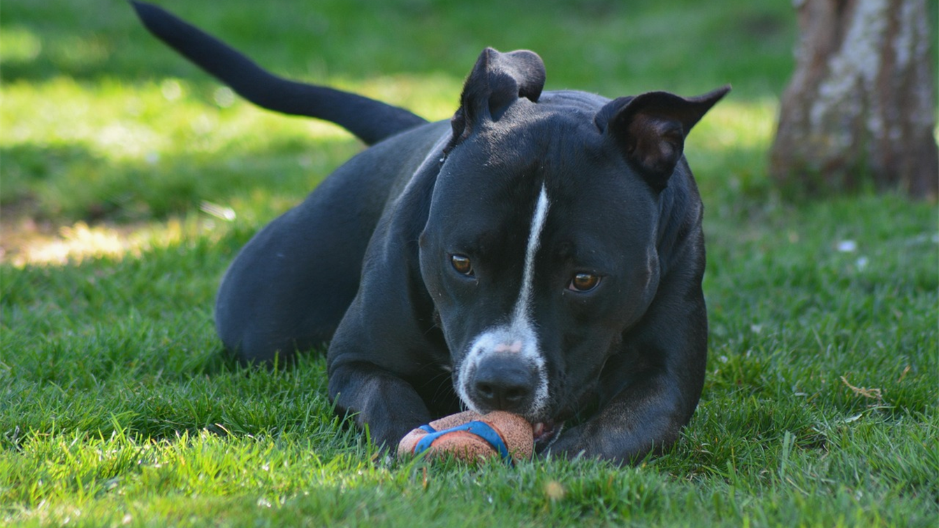cachorro calmo com brinquedo para ansiedade de separacao