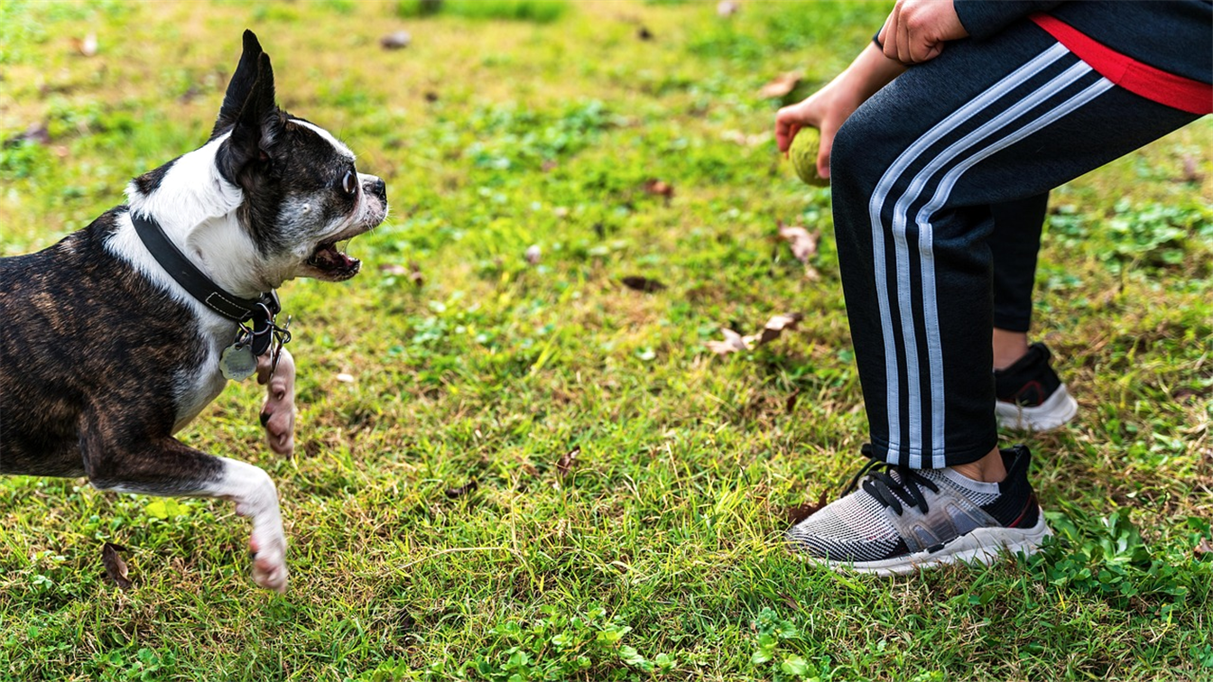 cachorro brincando com o tutor para reduzir ansiedade de separacao