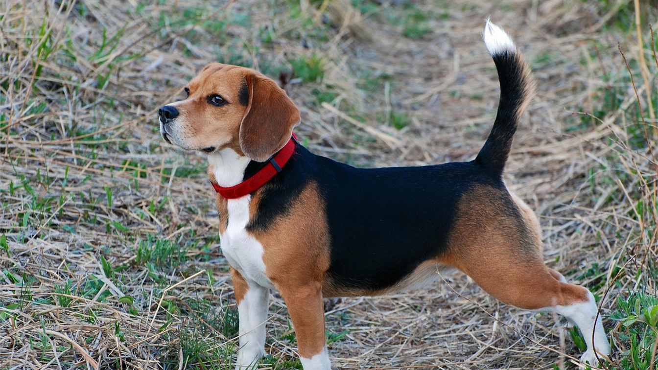 beagle em passeio ao ar livre
