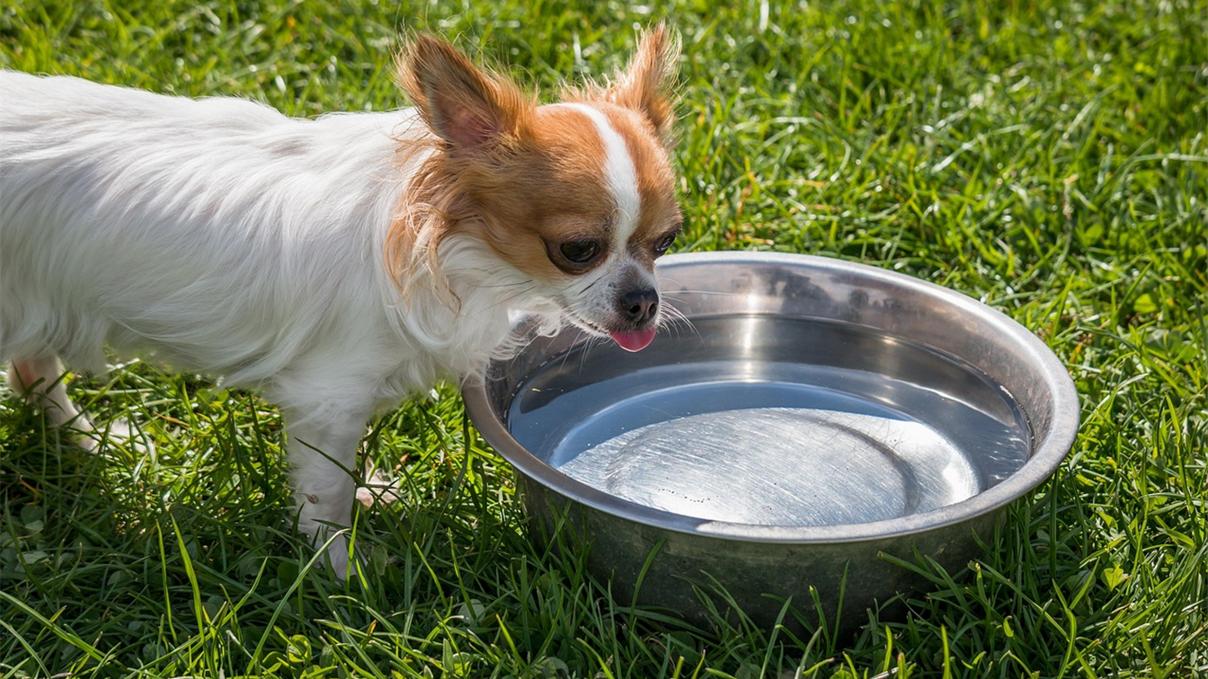 cachorro bebendo agua fresca em dia quente
