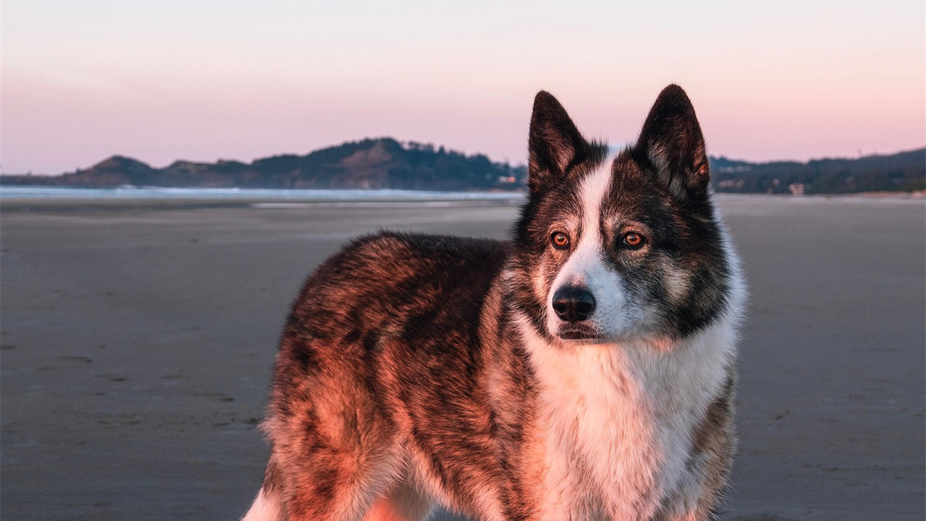 Cachorro adulto na praia saudavel apos castracao de caes