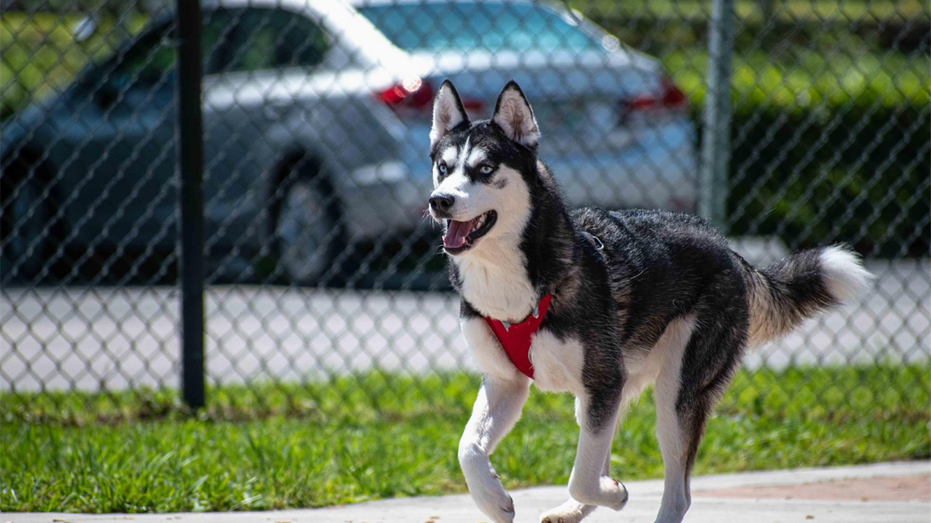 Cachorro husky passeando com peitoral vermelho
