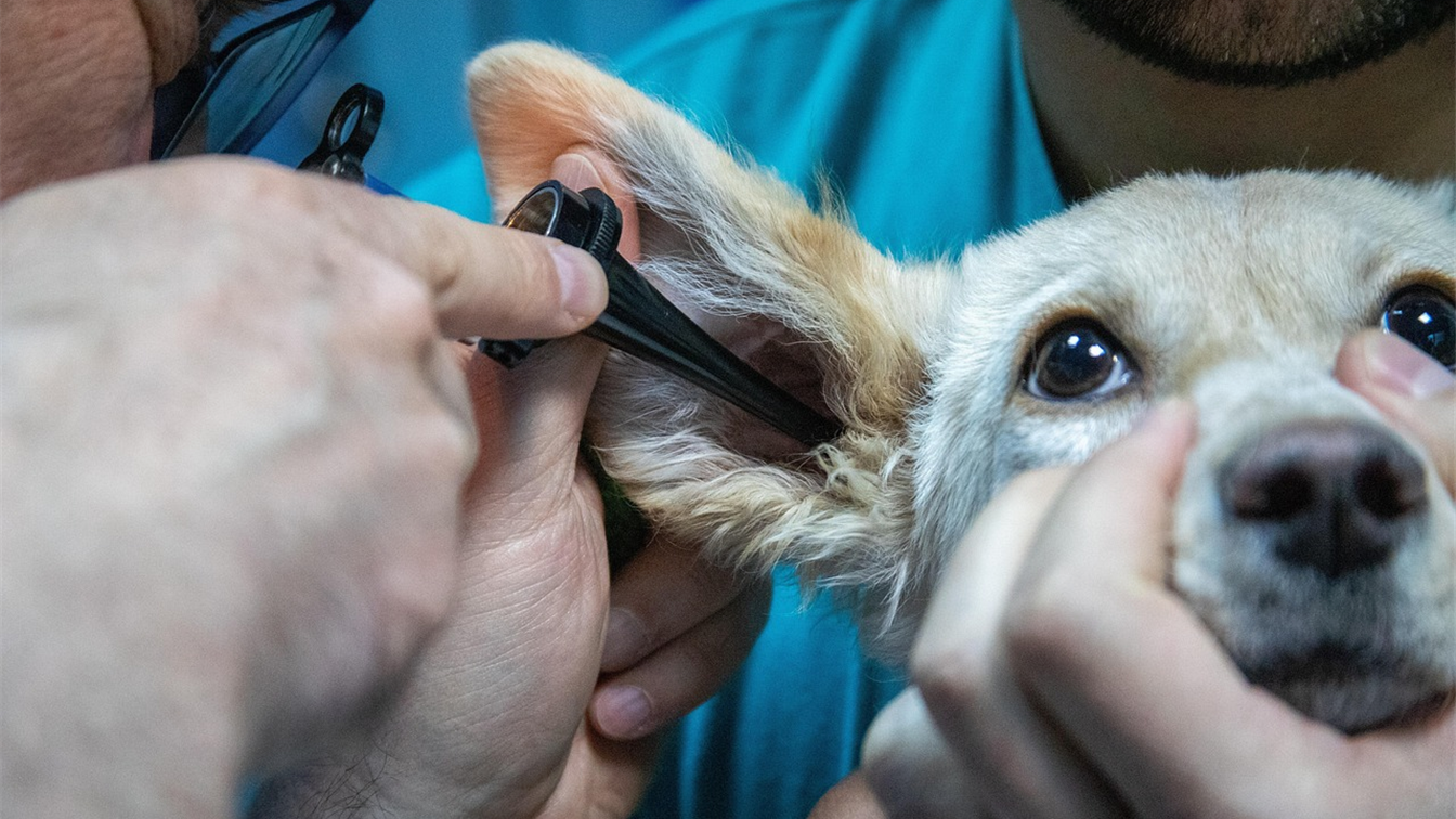 Veterinário examinando o ouvido de um cachorro em consulta