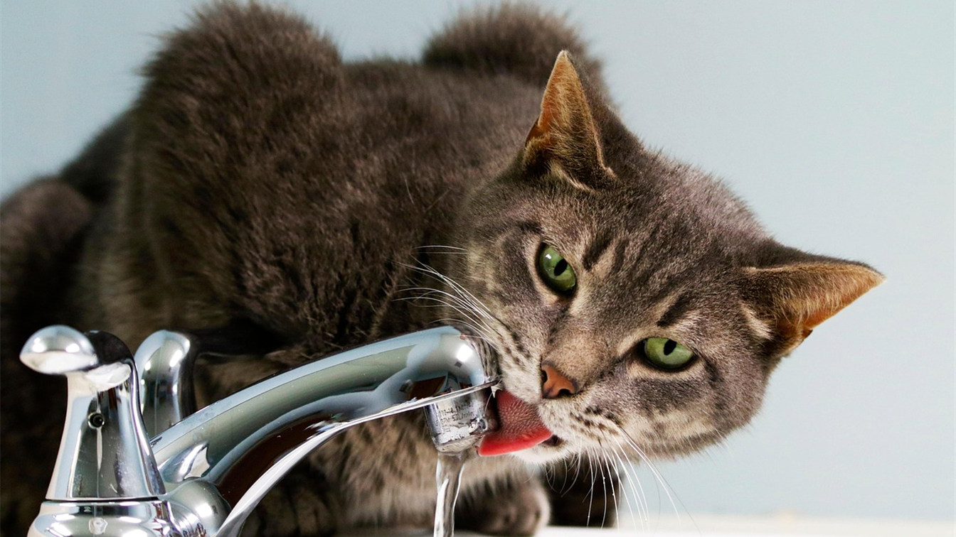 Gato bebendo água de uma torneira