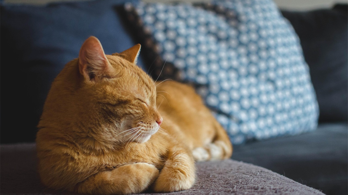 gato laranja dormindo tranquilo no sofa em apartamento silencioso