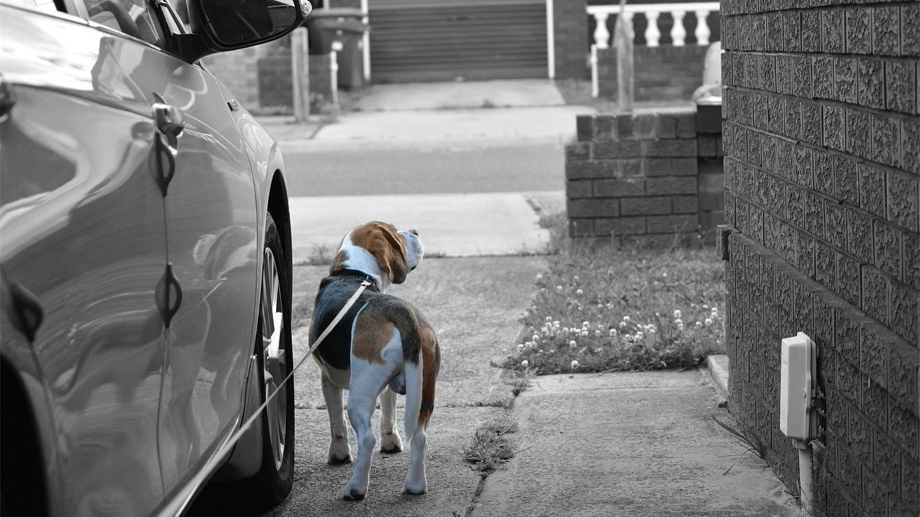 Beagle de coleira passeando na calçada