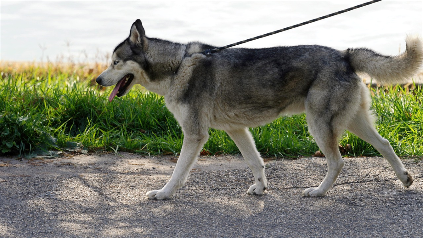 Cachorro husky passeando de guia em uma rua ao lado da grama