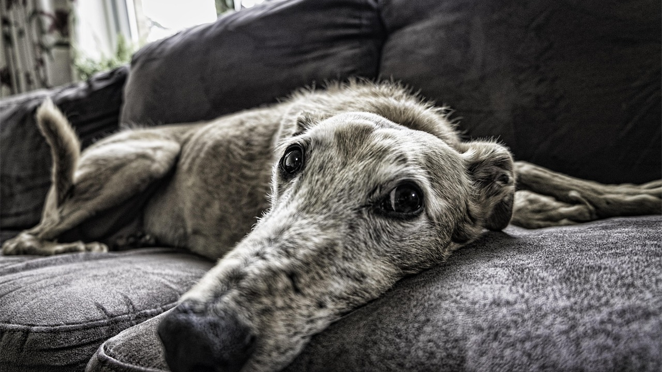 cao descansando no sofa de casa
