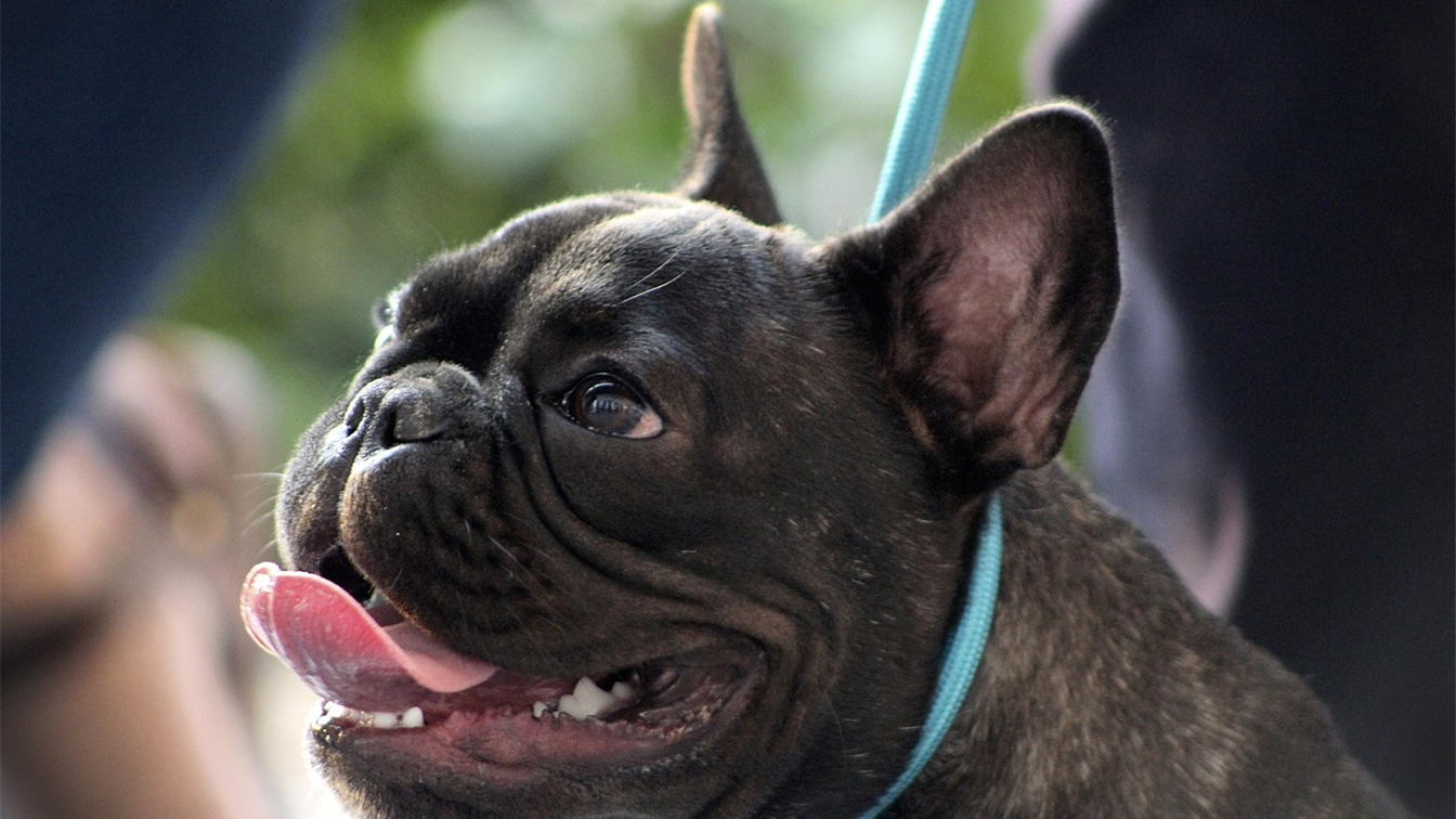 Cachorro bulldog frances passeando