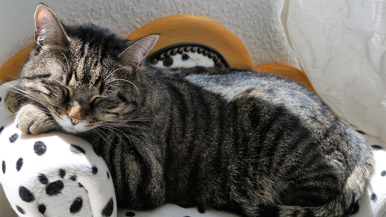 Gato dormindo no sofa