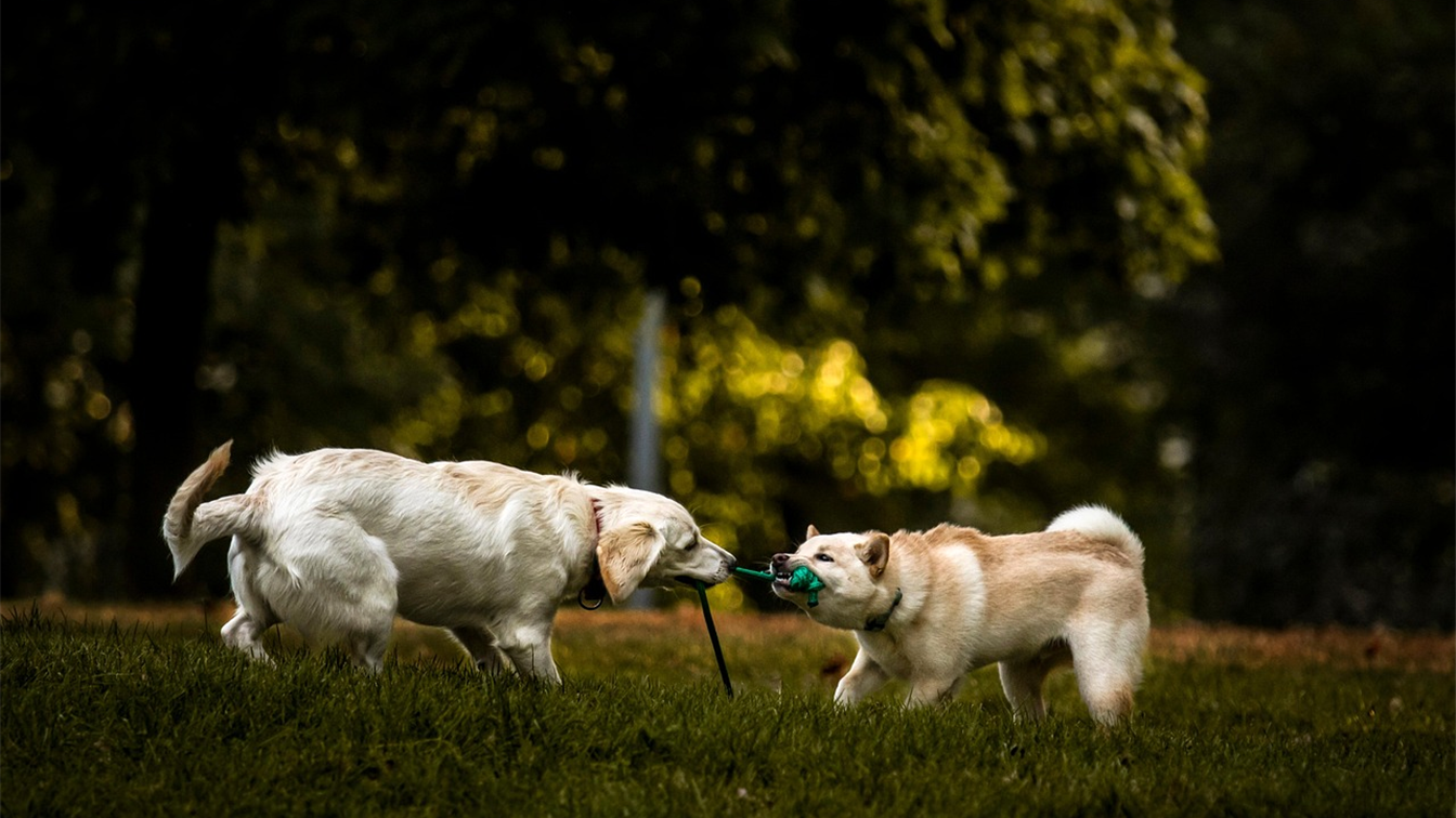 Dois cachorros brincando com brinquedo em um parque