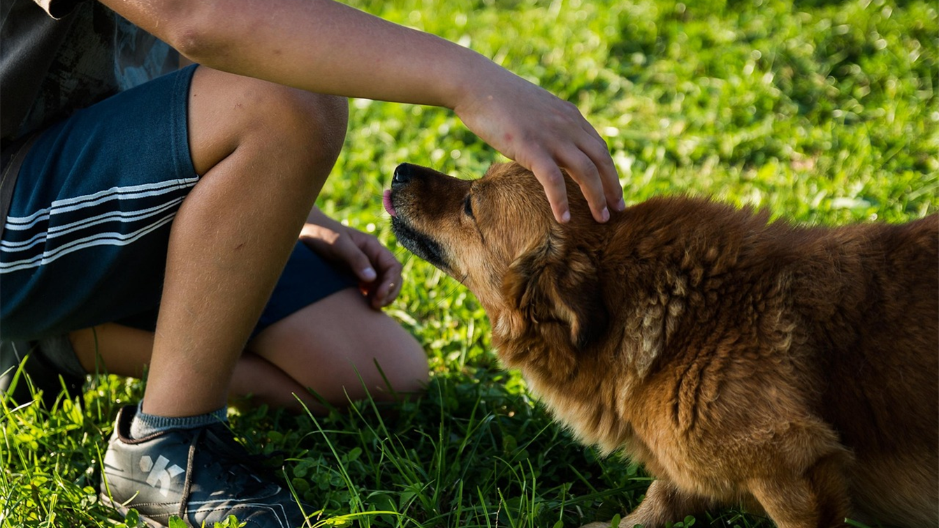 cachorro recebendo carinho em um parque