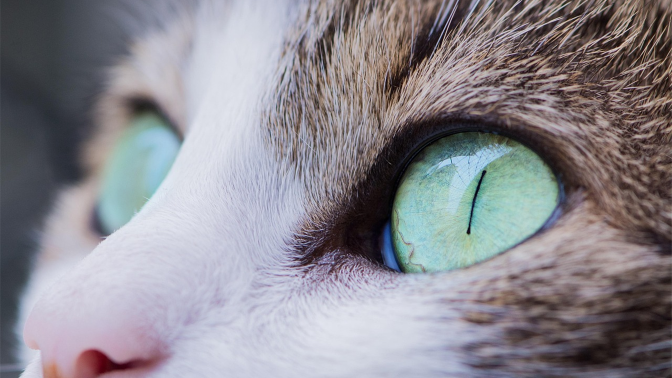 olho verde de um gato em close